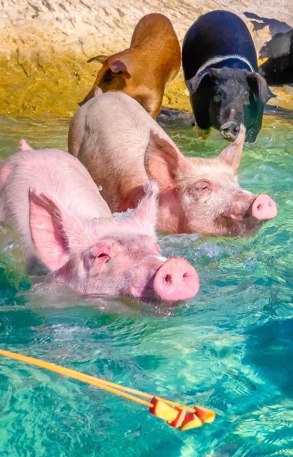 Cerdos nadadores de las Bahamas