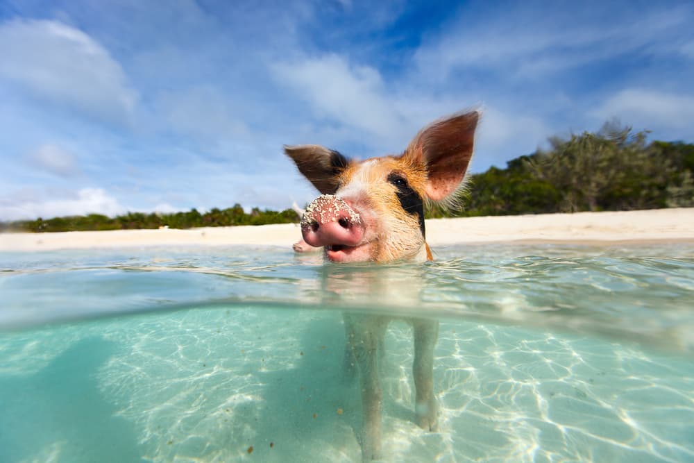 Nada con los cerdos en tu crucero en Bahamas rumbo a Great Stirrup Cay