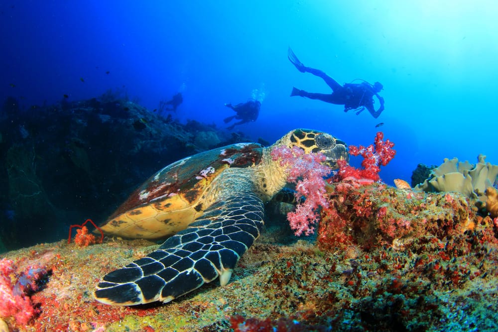 Cozumel is Known for Scuba Diving