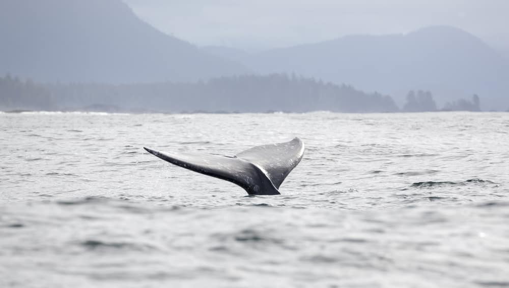See Gray Whales on Norwegian's Cruise to Alaska