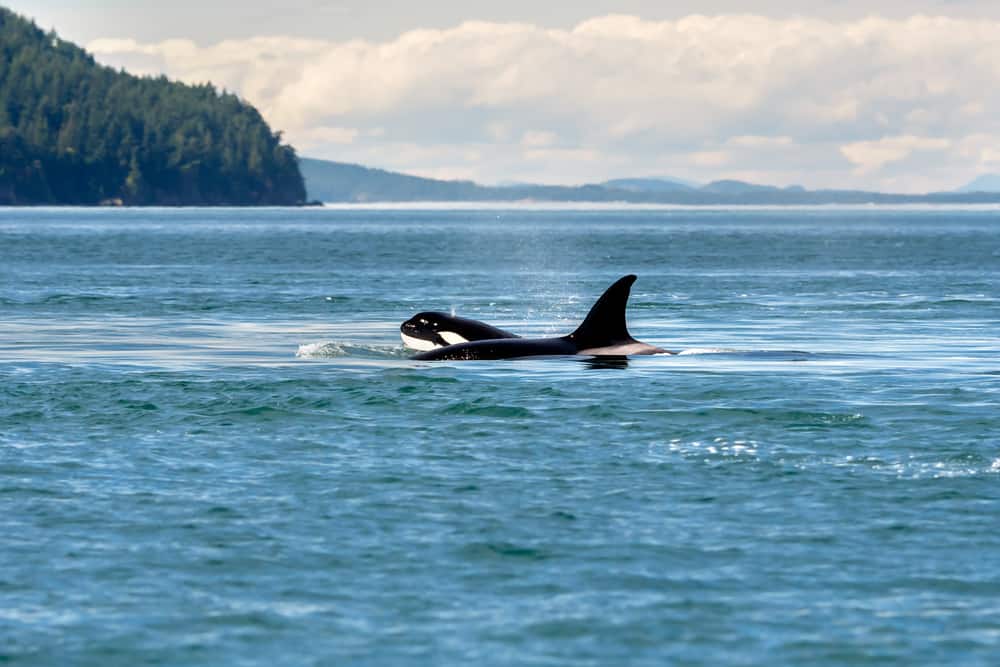 See Orca Whales on Norwegian's Cruise to Alaska