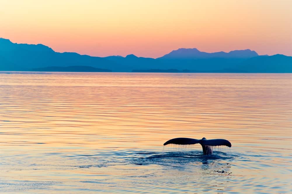 Norwegian Cruise Line Alaska Cruisetours - Whale