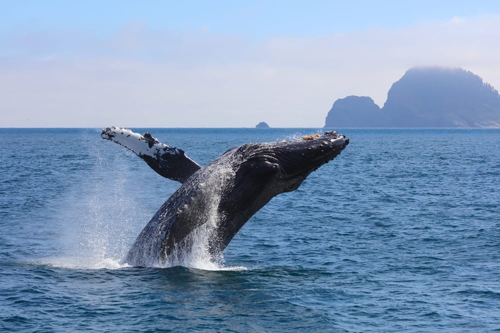 See Humpback Whales on Norwegian's Cruise to Alaska