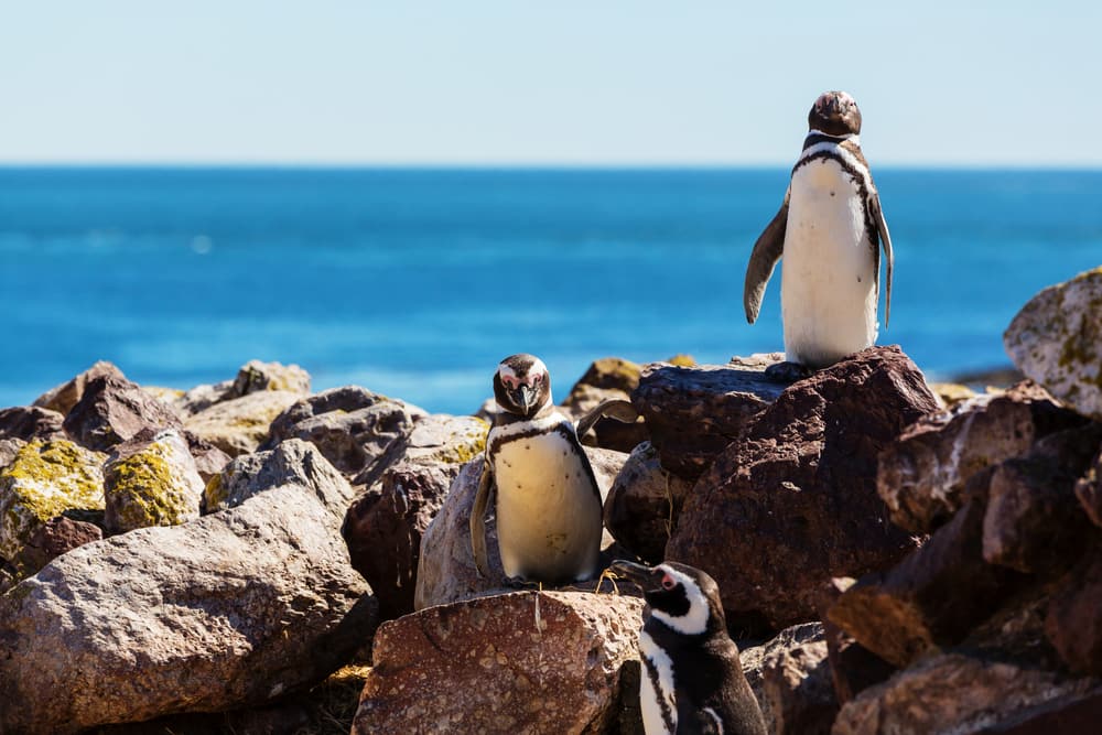 Get Up Close & Personal with the Penguins in Patagonia