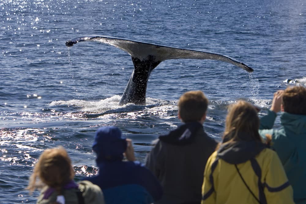 Cruising to Alaska: Adventures in Whale Watching