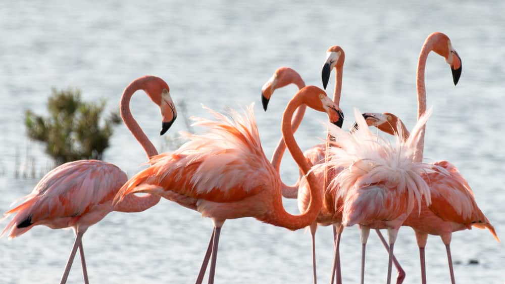 See Pink Flamingos on the Beach in Bonaire