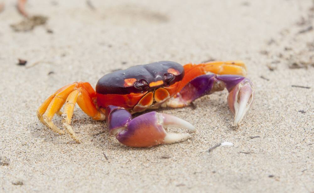 See Nature Up Close in Cooper's Island Nature Reserve