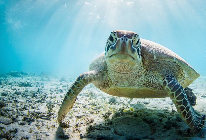 tortuga